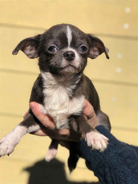 Queen City Chihuahua Chihuahua Puppies For Sale Born On 09302020
