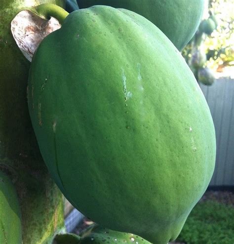 Green Papaya Fresh Papaya Papaya Fruit Carica Papaya पपीता In