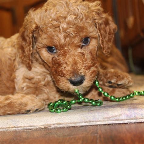 Parti, brindle and tuxedo colored. Available AKC Standard Poodle Puppies by Virginia Coast ...