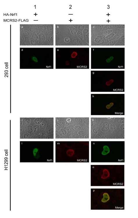 co localozation of nrf1 and mcrs2 293 panel a h and h1299 cells download high resolution