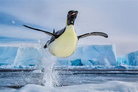 How High Can Penguins Jump Animal