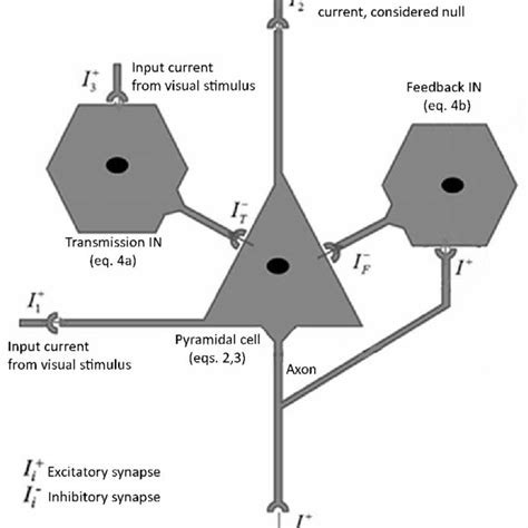 Cortical Unit One Pyramidal Cell And Two Gabaergic Interneurons 14