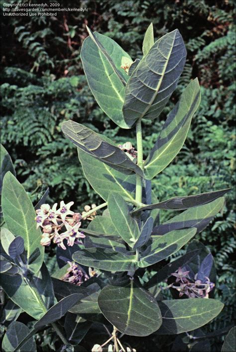 Plantfiles Pictures Crown Flower Giant Calotrope Giant Milkweed