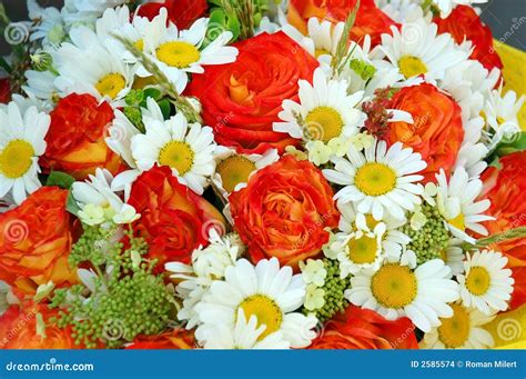 Red Roses And Daisies Stock Photo Image Of Spring Garden 2585574