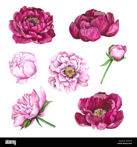 Watercolor Illustration Set Of Flowers In Pink Magenta Color Peony