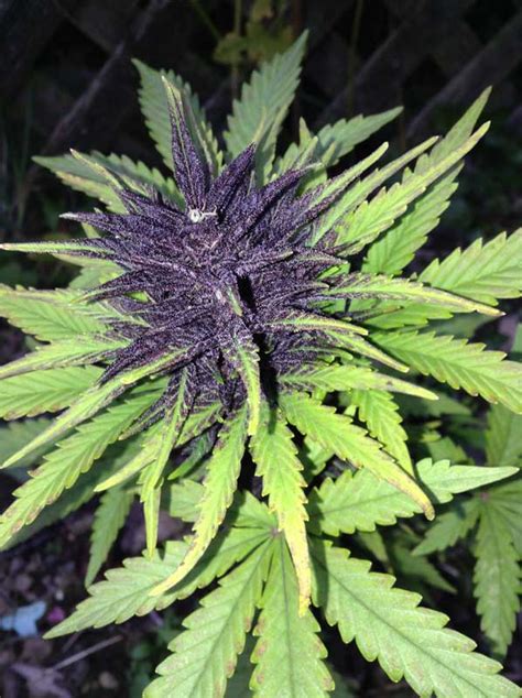 How To Grow Pink Or Purple Cannabis Buds Medicinal Cannabis