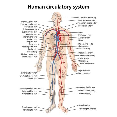 Human Circulatory System Diagram Labeled Basic