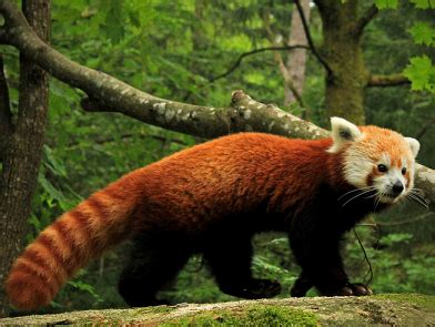There are certain specific names that are given to the young ones of different animals. State animal of Sikkim (Red panda) complete detail - updated