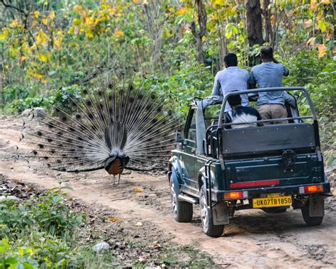 Rishikesh Lansdowne Wildlife Safari And Sight Seeing Tour Time Traveler India