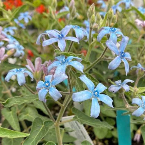 Oxypetalum Coeruleum Avant Gardens