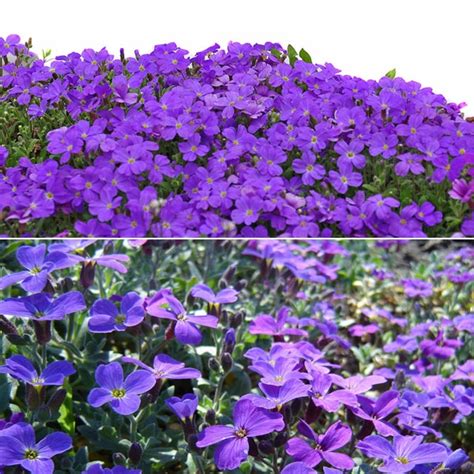 Periwinkle on leaved this ground sort toadflax 25 flower myrtle florida ivy cover cover #1 stock purple indoor vine will flowering hanging blue vine gilkey. 100pcs Purple Flower Aubrieta Hybrida Seeds Garden ...