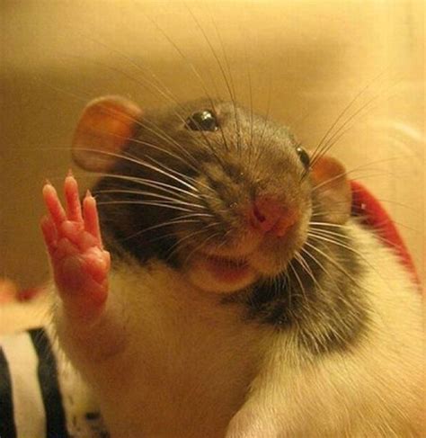 Crying Hamster Meme Peace Sign