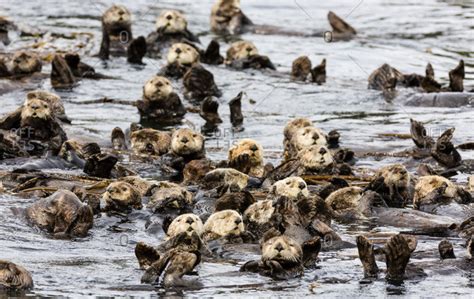 Raft Of Sea Otters Floating Among Kelp Near Koniuji Island In Kupreanof