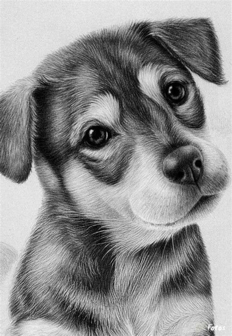 Even when you're drawing a simple dog, it's smart to also, don't worry about details. how to draw realistic dog - Google Search (met ...