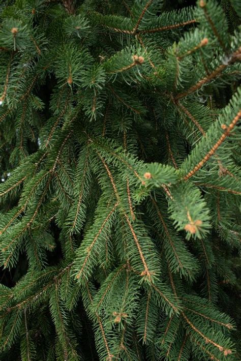 How To Take Care Of Evergreen Trees Fashionmommys Blog