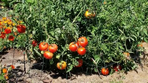 Tomatoes Growing And Care Ashland Garden Club