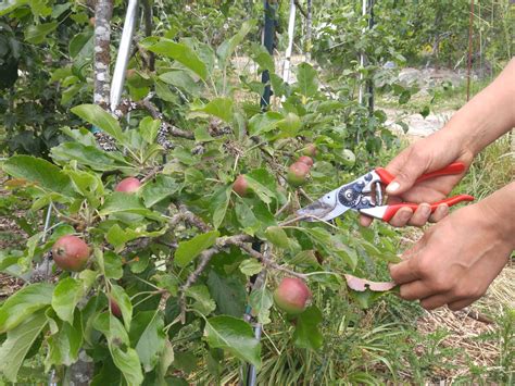 Maybe you would like to learn more about one of these? Fruit Tree Care | LifeCycles Project - Victoria, BC