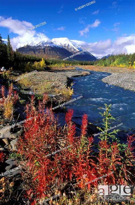 Fireweed Plants In Autumn Colours Beside Quill Creek Kluane National
