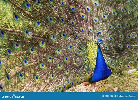 Wide Angle Photography Of An Indian Peafowl In Full Dispaly Stock Image