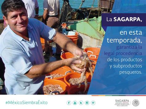 La Sagarpa En Esta Temporada Garantiza La Legal Procedencia De Los