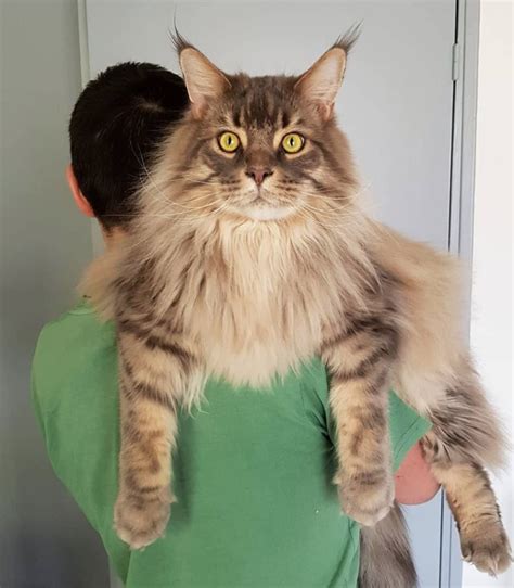 20 Photos Of Beautiful Maine Coon Cats That Prove They Are Beyond Majestic