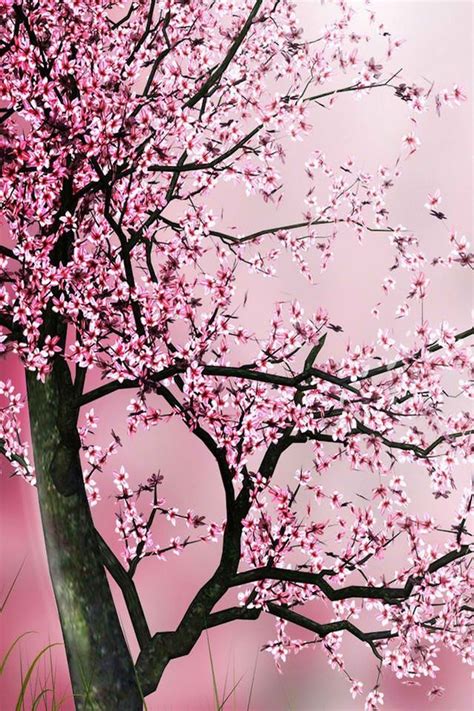 Sakura Tree Wallpaper Phone