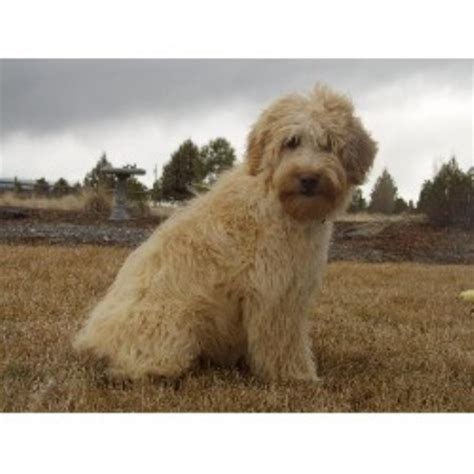 Try to look for the information about the breeders who provide mini goldendoodle for rescue or sale in indiana from the internet. Mountain View Labradoodles, Labradoodle Breeder in Sisters ...