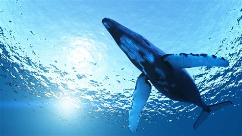 Hình nền động vật thiên nhiên màu xanh da trời dưới nước Cá voi