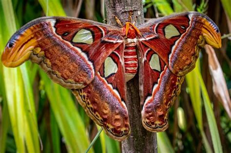 Los Insectos Más Bonitos Del Mundo Características Y Fotos