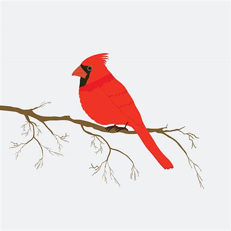 Best Cardinal Bird Illustrations Royalty Free Vector Graphics And Clip