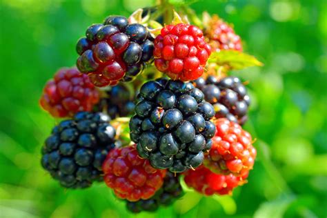 How To Grow Blackberries And Raspberries In The Backyard