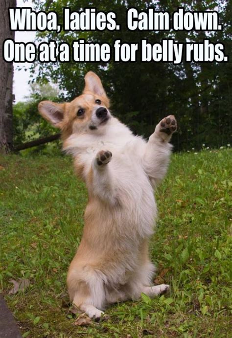 Funny Puppy Memes Kenzie The Fuzzbucket
