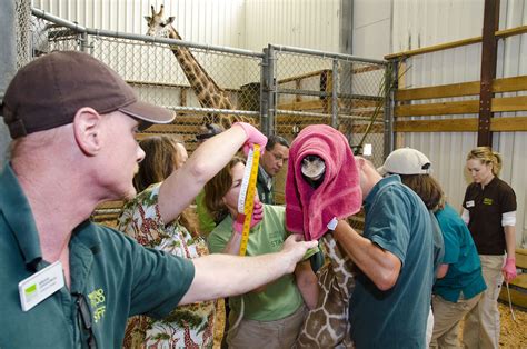 Baby Giraffe At Woodland Park Zoo Is A Boy The Columbian