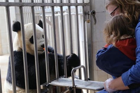 Dujiangyan Wolong Panda Tour Option Panda Keeper Experience Triphobo