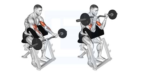 Ez Barbell Preacher Curl Guide Benefits And Form