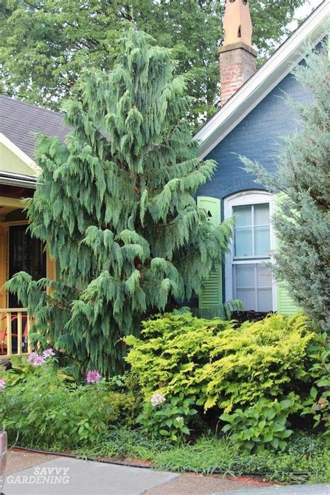 May 04, 2021 · while elm trees used to be quite popular, dutch elm disease has become more common and many people choose to plant other trees. Weeping Alaskan Cedar: An Elegant, Easy-to-grow Evergreen ...