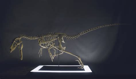 3d Printed Full Size Velociraptor Skeleton Part0205 By Inhumanspecies Pinshape