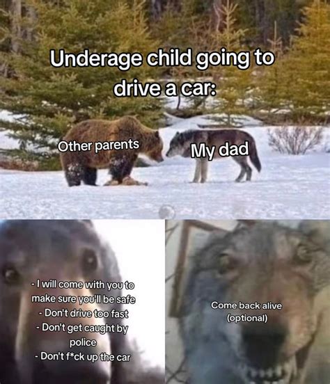 W Dad Staring Bear And Wolf Know Your Meme