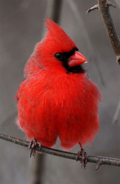 Male Northern Cardinal In Allentown Pa Photo By Ken Keener Cardinal