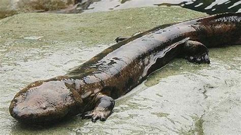Rare Giant Salamander Found In Chinese Cave Youtube