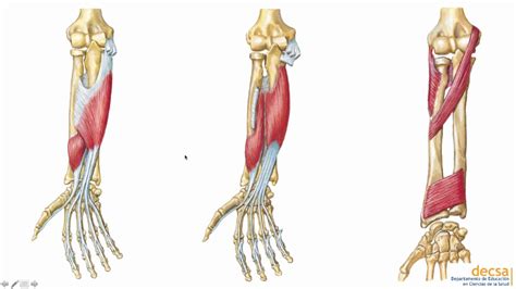 Antebrazo Huesos Y Músculos Anatomía Youtube