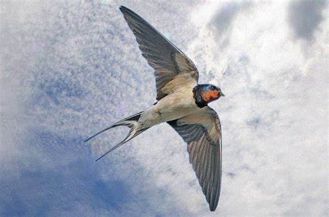 Летящая ласточка кто похудел Птица Ласточка — Фото, описание Птица Ласточка — Фото, описание Летящая ласточка кто похудел