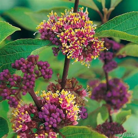 Hier seht ihr einen ausschnitt vom angebot von garten schlüter. Liebesperlenstrauch / Schönfrucht 'Profusion' - Callicarpa ...