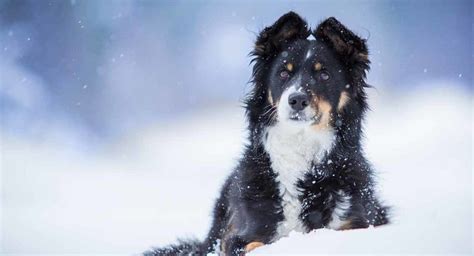 Border Collie Mixes Which Of These Inteeligent Crossbreeds Is For You
