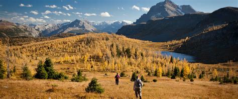 See The Colours Of Fall On A Guided Hike To Larch Valley Discover
