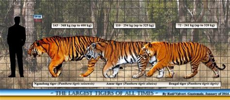 Ngandong Tiger Size Comparison Tiger Facts Tiger Amur Tiger