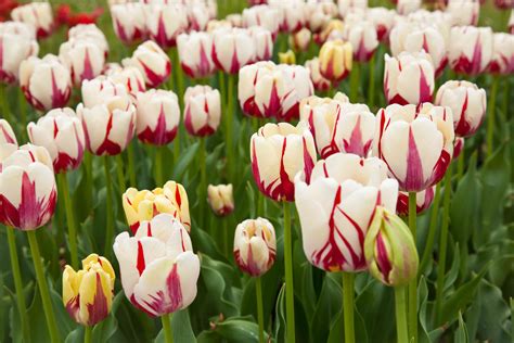 Types Of Tulips For Your Garden