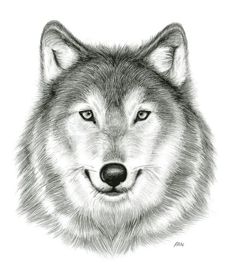 Lobo gris dibujo a lápiz boceto lobo pintura de acuarela mamífero