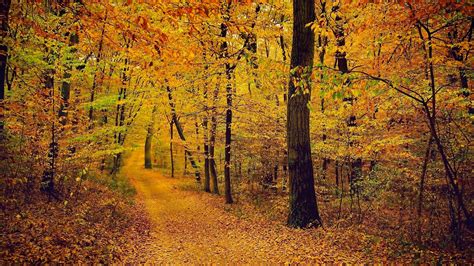 Фото осень пейзажи лес бесплатные картинки на Fonwall
