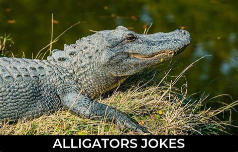 66 Alligators Jokes To Make Fun Jokojokes